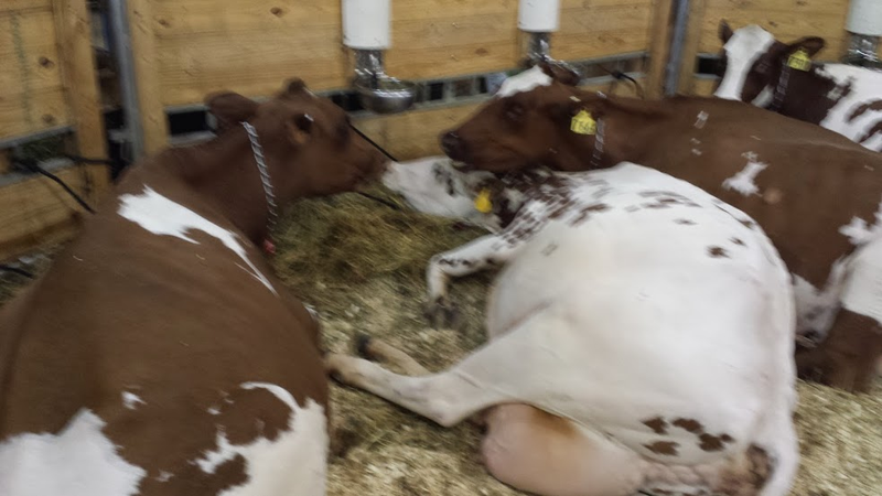 Illustration for article titled Cows at the Fair - I'm Famous and Exhausted